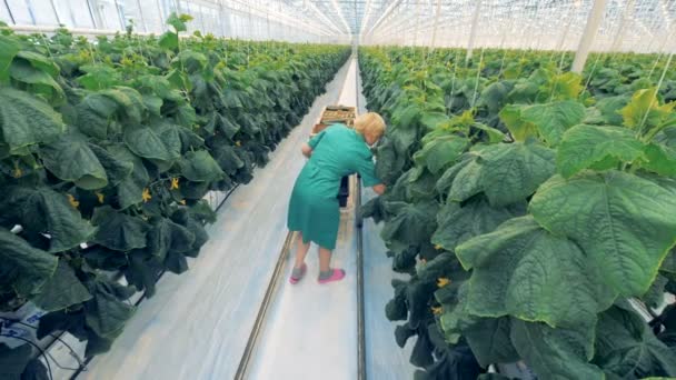 Pozadí pohled na ženské skleník pracovníka kontroly keře okurky a sběr úrody