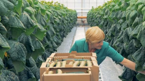 Proces van verzamelen van geoogste komkommers gehouden door een groen-werker — Stockvideo