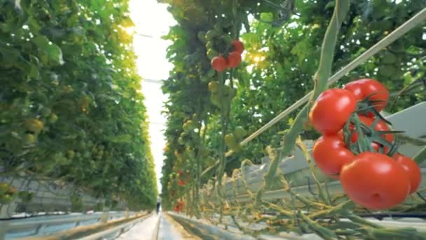 Spazzola di pomodoro in serra con pomodori verdi e rossi. — Video Stock