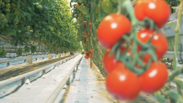 赤いトマトのクラスターのイメージがぼやけになる焦点を当ててください。. — ストック動画