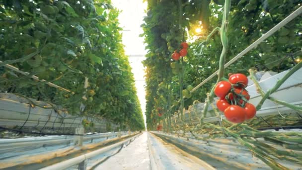 Racimo de tomates suaves colgando de la rama en una casa de cristal — Vídeo de stock
