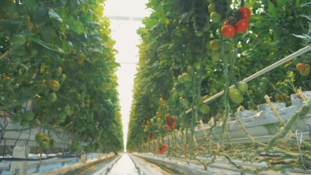 温室でまろやかな完熟トマト. — ストック動画