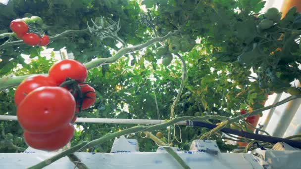 Green branch of a tomato coppice with a tomato cluster on it and frame offset to the left — Stock Video