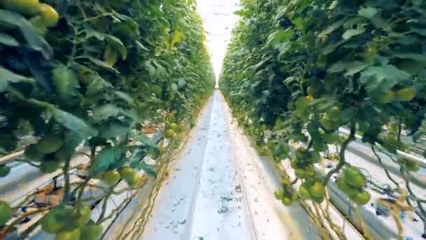 Pasando por las plantaciones de tomates en un invernadero a lo largo del pasadizo — Vídeos de Stock