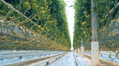 Scapes ve olgunlaşmamış domates warmhouse stok dolaşık köklerinin bağlı