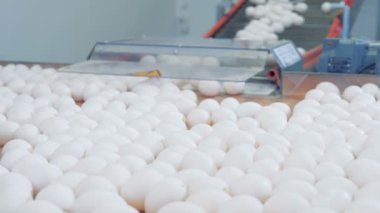 Beyaz yumurta bir konveyör büyük bir tepsi üzerine gelen ve fabrika işçileri tarafından kaldırılır