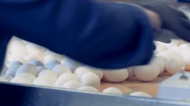 Fabrika işçisi yumurta bir tepsiden bir karton kutuya koymak