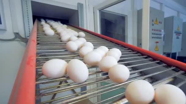 Les œufs descendent d'une bande transporteuse à treillis métallique — Video