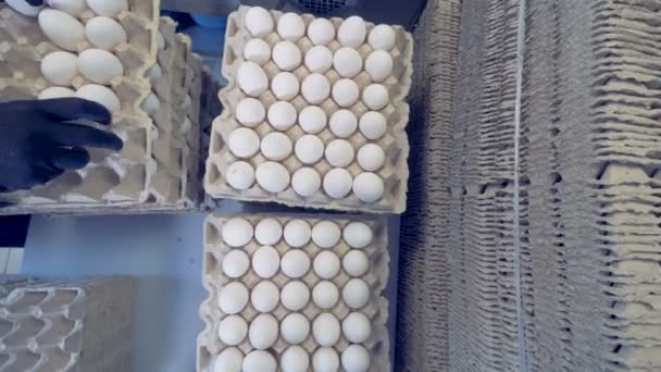 Kartonnen doos wordt steeds gevuld met eieren en meeslepen — Stockvideo
