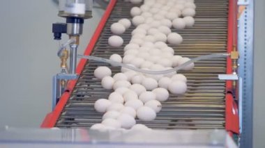 Soyum beyaz yumurta metal taşıyıcı hareket ediyor