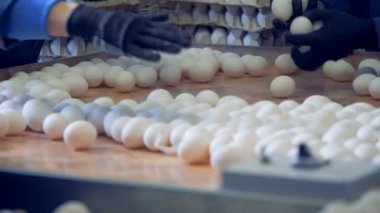 Karton Kutularda bir kasede yumurta yer değiştirme işleminden