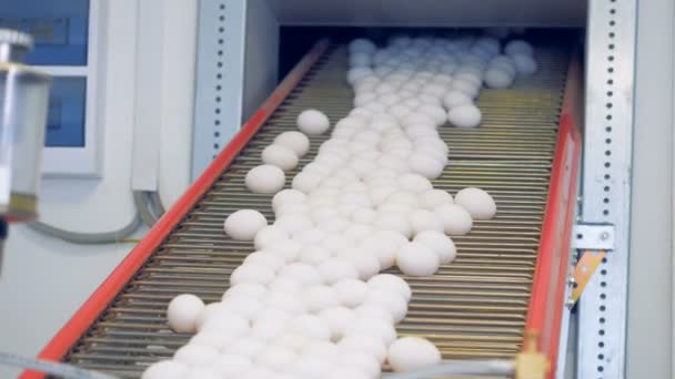 Los huevos blancos se mueven continuamente a lo largo de la cinta transportadora — Vídeo de stock