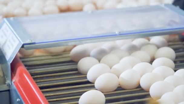 Eieren gaan van de transportband in de lade waaruit zij zijn verwijderd door werknemers van de fabriek — Stockvideo