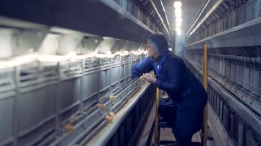 Kadın henhouse çalışan birkaç tavuk onların hücrelerini çıkarıyor