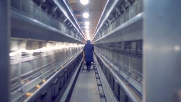 Factory worker is walking along the passway of a unit with young chickens — Stock Video