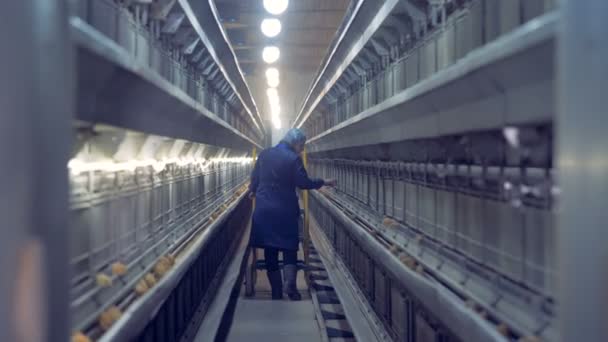 Some baby chickens are getting checked by a female poultry house worker. — Stock Video