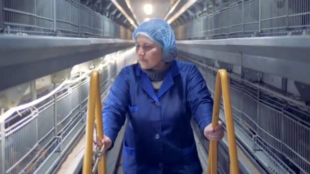Frontansicht eines Mitarbeiters im Geflügelstall, der eine Leiter nach vorne bewegt und Hühner in Käfigen beobachtet — Stockvideo