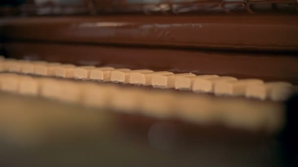 Speciell maskin täcker godis med choklad, nära upp. — Stockvideo