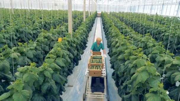 Zaměstnankyně vybírá okurek ve skleníku. Široký úhel pohledu. — Stock video