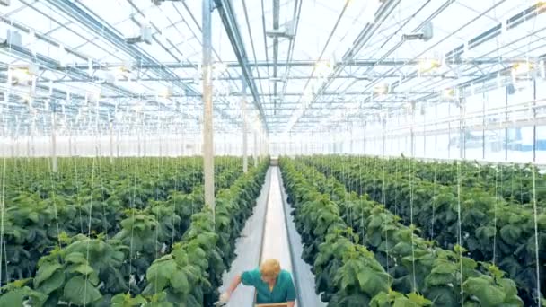 Zahradník shromažďuje okurek ve skleníku. — Stock video