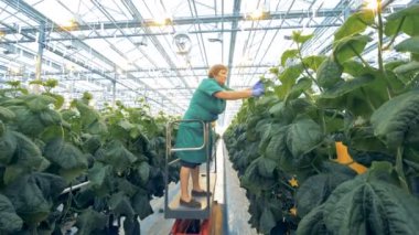 Kadın işçi sebze, bir sera özel ekipman kullanarak toplar. 4k.