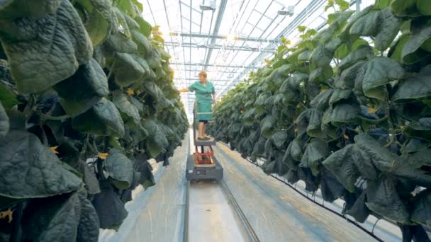 Un lavoratore serra cerca cetrioli sulle piante . — Video Stock