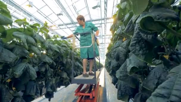 One woman looks for cucumbers at a greenhouse. — Stock Video