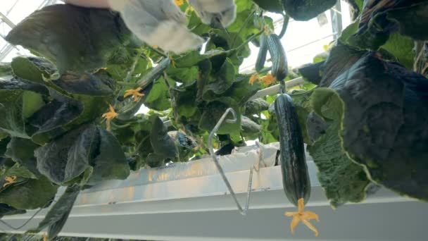 Av växthusgaser arbetare plockar en gurka från en växt, handskar. 4k. — Stockvideo
