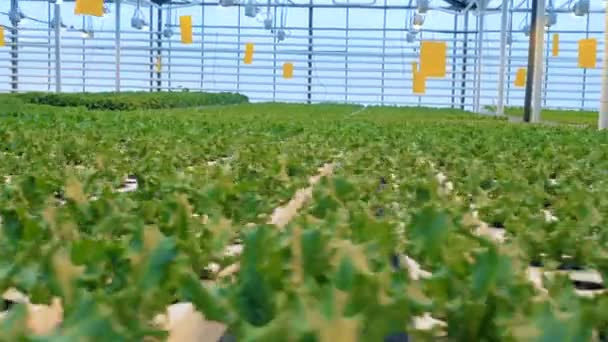 Many lettuce plants at a greenhouse. 4K. — Stock Video