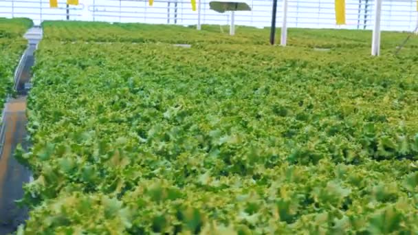 Hrnce s hlávkovým salátem na skleník. — Stock video