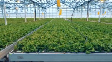 Satır bir sera, marul.