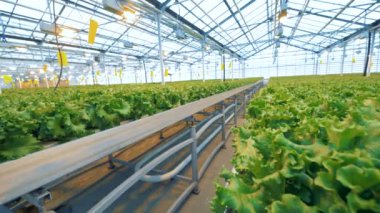 Birçok marul tencere içinde rafları vardır. Marul tencere bir sürü metal raflar içinde yerleştirilir. 4k.