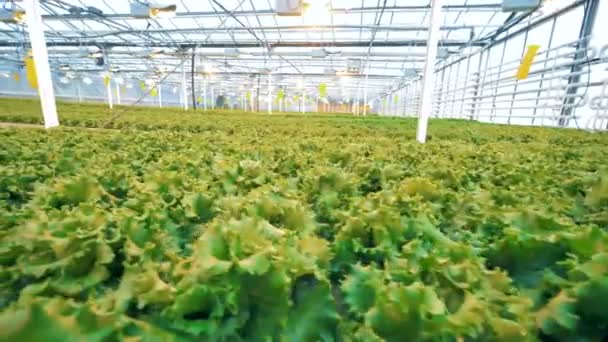 Greenhouse full of lettuce plants. — Stock Video