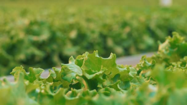 Viel Salat, aus nächster Nähe. — Stockvideo