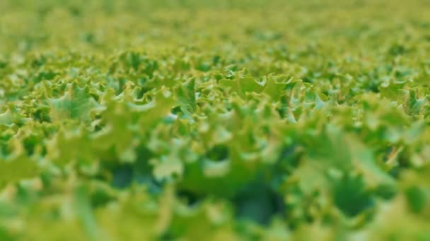 Salatblätter, aus nächster Nähe. — Stockvideo