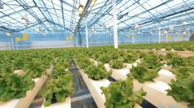 Marul tesisleri bir serada büyüyen bir sürü. Birçok tencere taze marul bir sera içinde vardır.