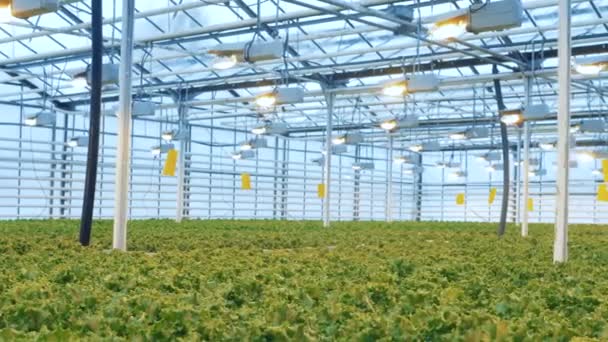 Las plantas de lechuga crecen bajo luces brillantes en un invernadero. 4K . — Vídeos de Stock