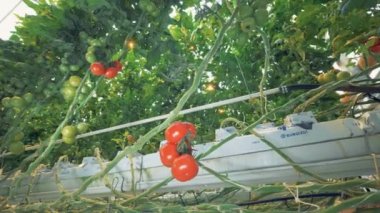 Bir çiftlik domates fidesi yetiştiriciliği