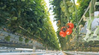 Domates çalılık olumsuz görüş o içinde birkaç kümeleriyle