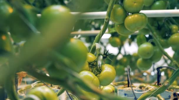 Primer plano de racimos de tomate verde que cuelgan de las ramas — Vídeos de Stock
