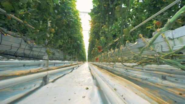 Reglaget skott ändra från ett växthus passway till ett kluster av röda tomater — Stockvideo