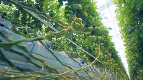 Madera de tomate en un amplio invernadero — Vídeos de Stock