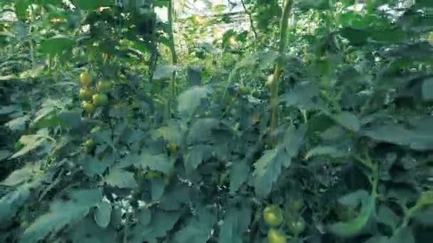 Dynamiska bilder av tall tomat plantor i en grönska — Stockvideo
