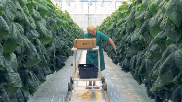 Female greenery worker is pulling a trolley with harvested cucumbers and while looking for more — Stock Video