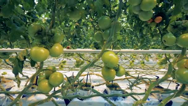 Nahaufnahme von Tomatensetzlingen, die in einem Gewächshaus wachsen — Stockvideo