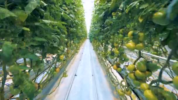 Atadas ramas colgantes de plántulas de tomate en un invernadero — Vídeos de Stock