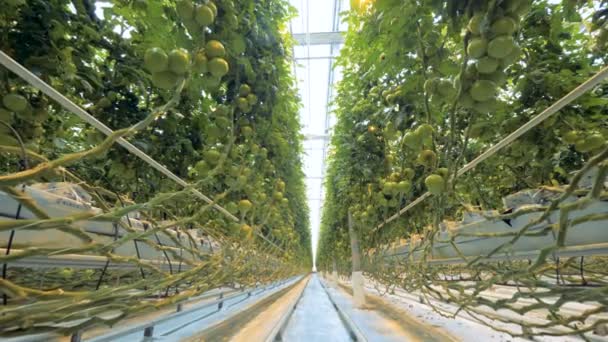 Passagem através de uma estufa cheia de tomates em crescimento — Vídeo de Stock