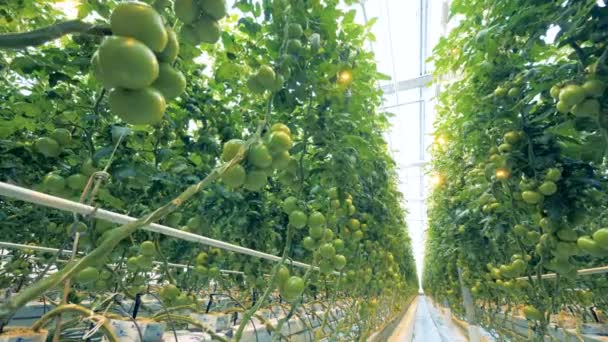 Plantação de tomates verdes em estufa iluminada — Vídeo de Stock