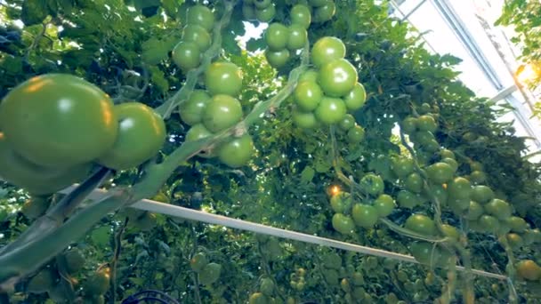 Downside view of unripe green tomatoes in a close up — Stock Video