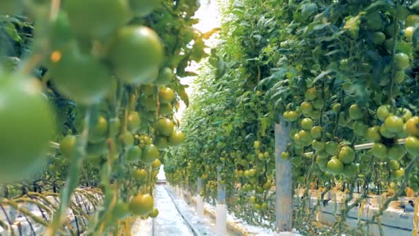 Tomaat takhout fokken in een ruim groen — Stockvideo